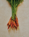 Photo d'un bouquet de carottes.