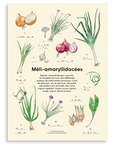 La Ciboulette