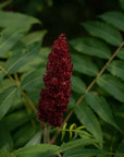Sumac - Gourmet Sauvage