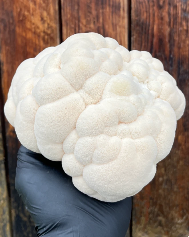 Champignon hydne hérisson frais.