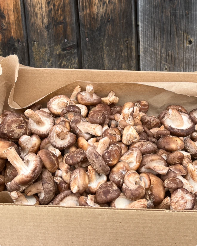 Des champignons shiitake frais.