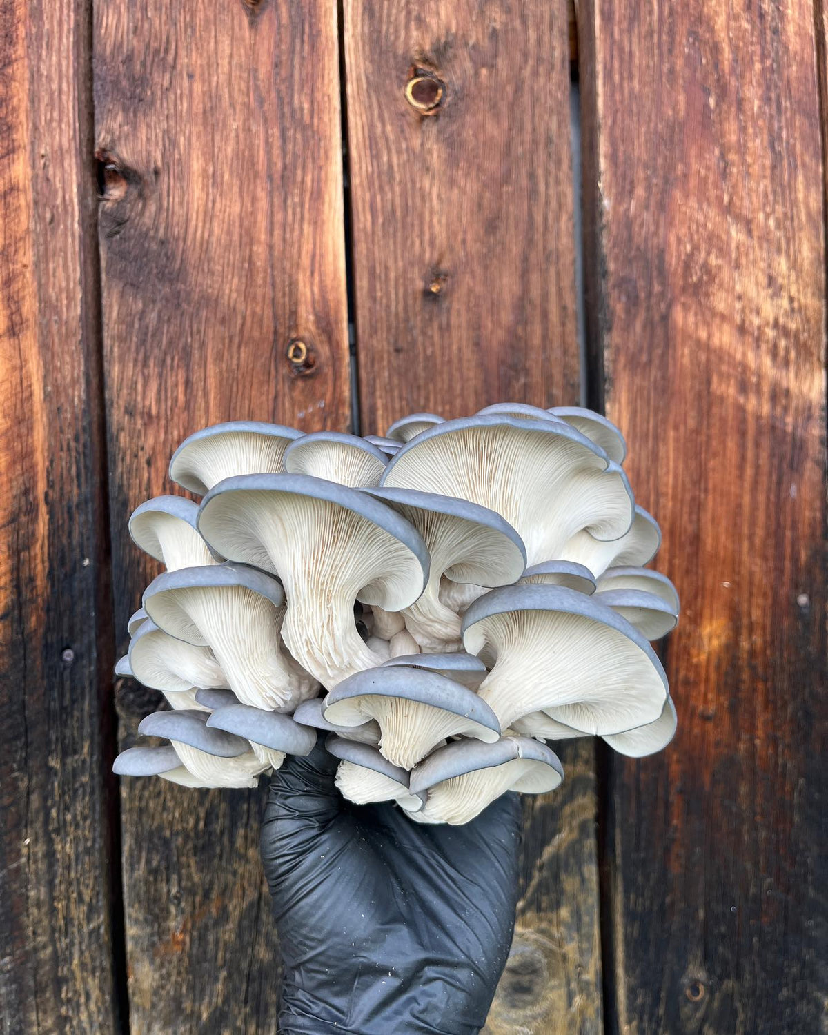 Champignons pleurote bleu frais.