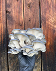 Champignons pleurote bleu frais.